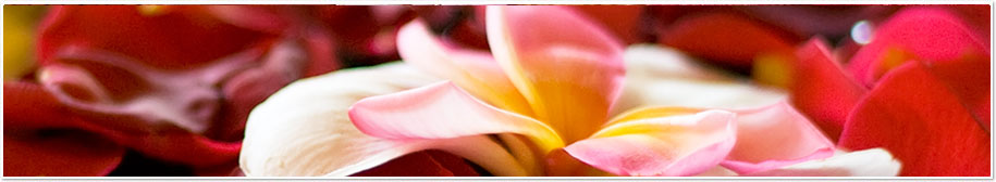 Our Services Header
